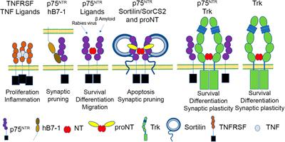 Immune activation of the p75 neurotrophin receptor: implications in neuroinflammation